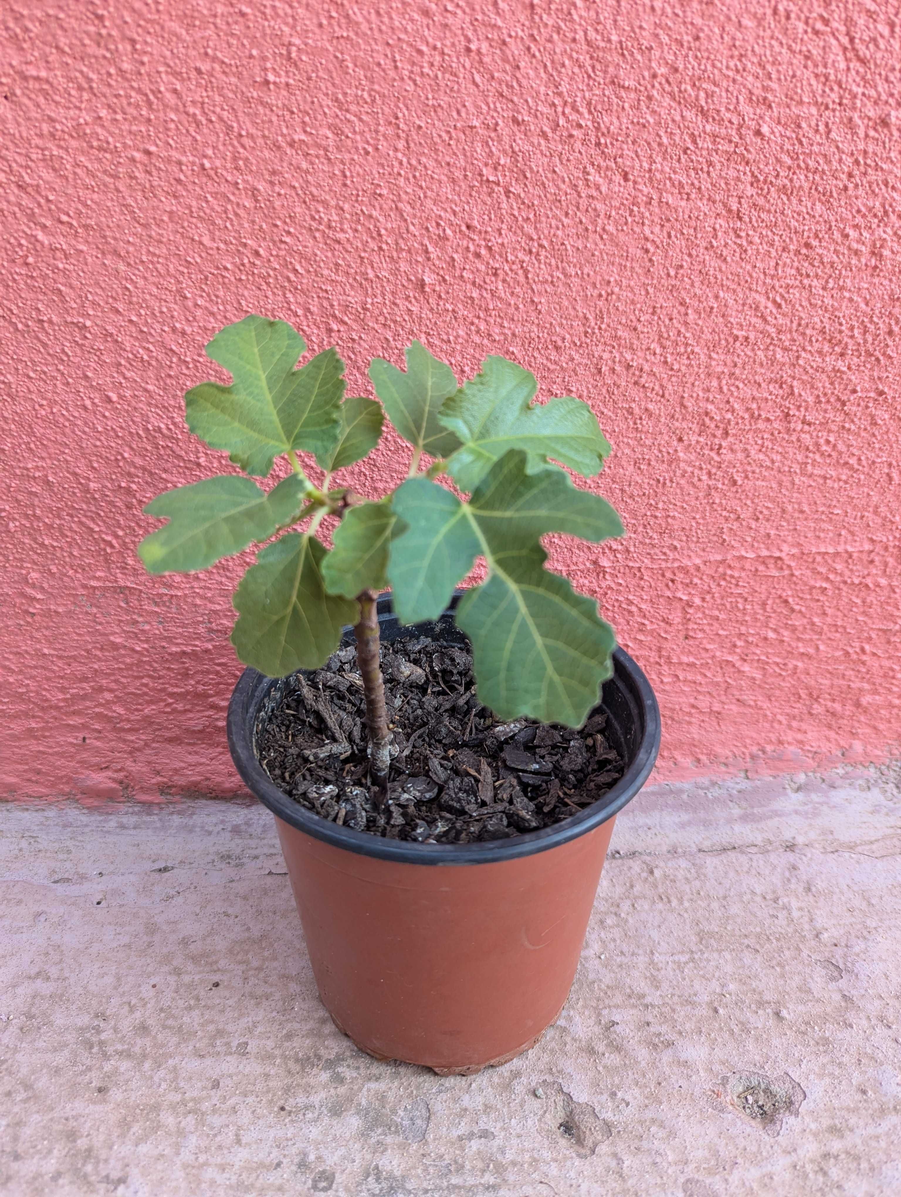 Plantas para venda! :)