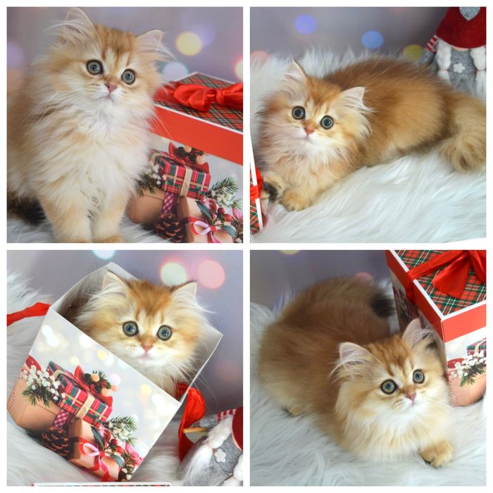 Британская золотая шиншилла котята