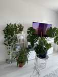 Zestaw: Monstera, Sansewieria, Epipremnum, Juka
