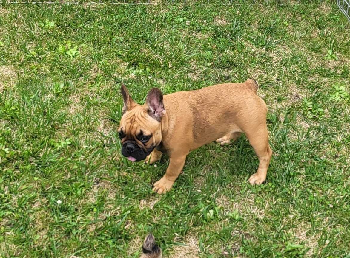 Buldog francuski