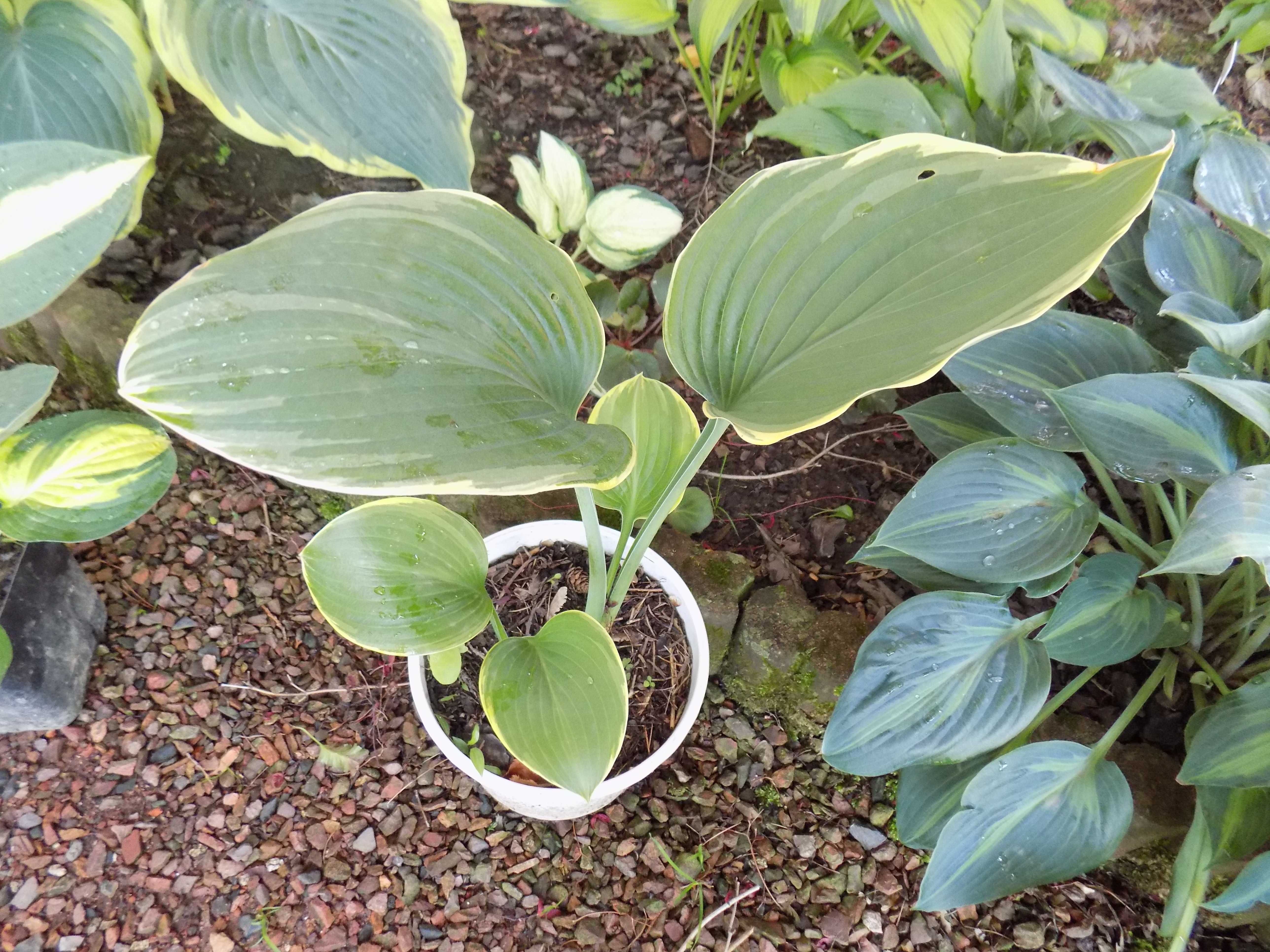 Hosta (Funkia) „Lakeside Cupcake”