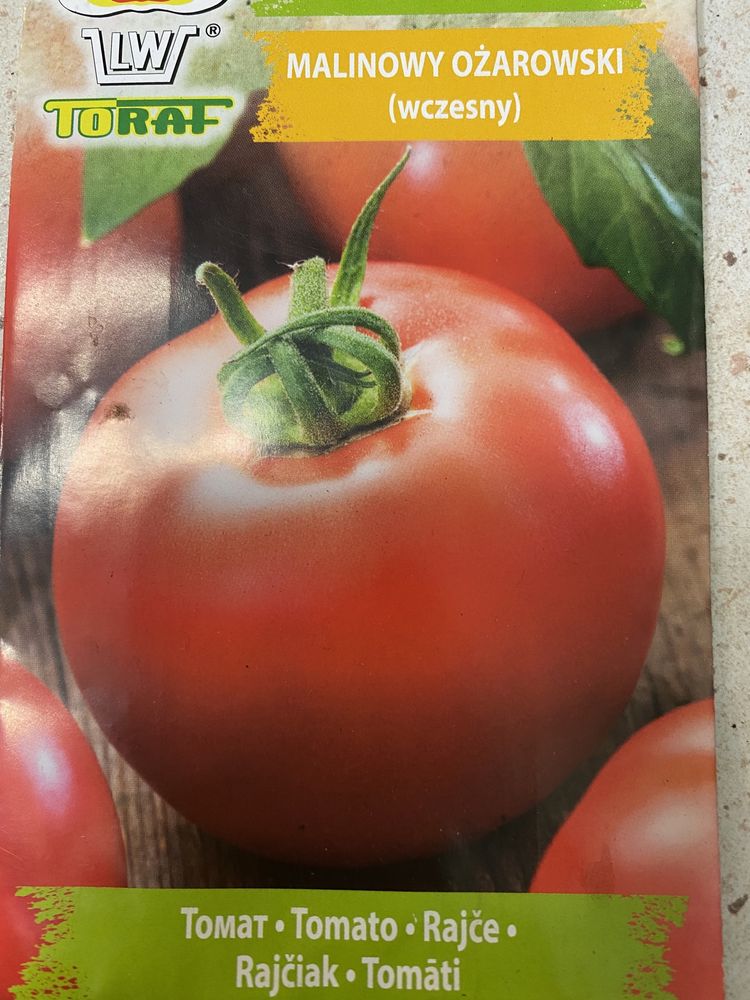 Pomidor malinowy sadzonka