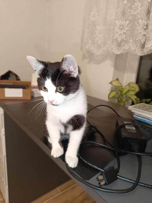 Oddam trzymiesięcznego kocurka