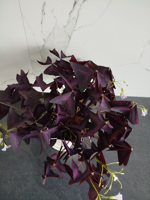 Кімнатні рослини, вазони