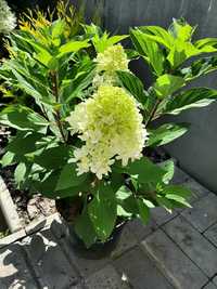 Гортензія волотиста ( мітловидна)  у 5 літ з квіткою.