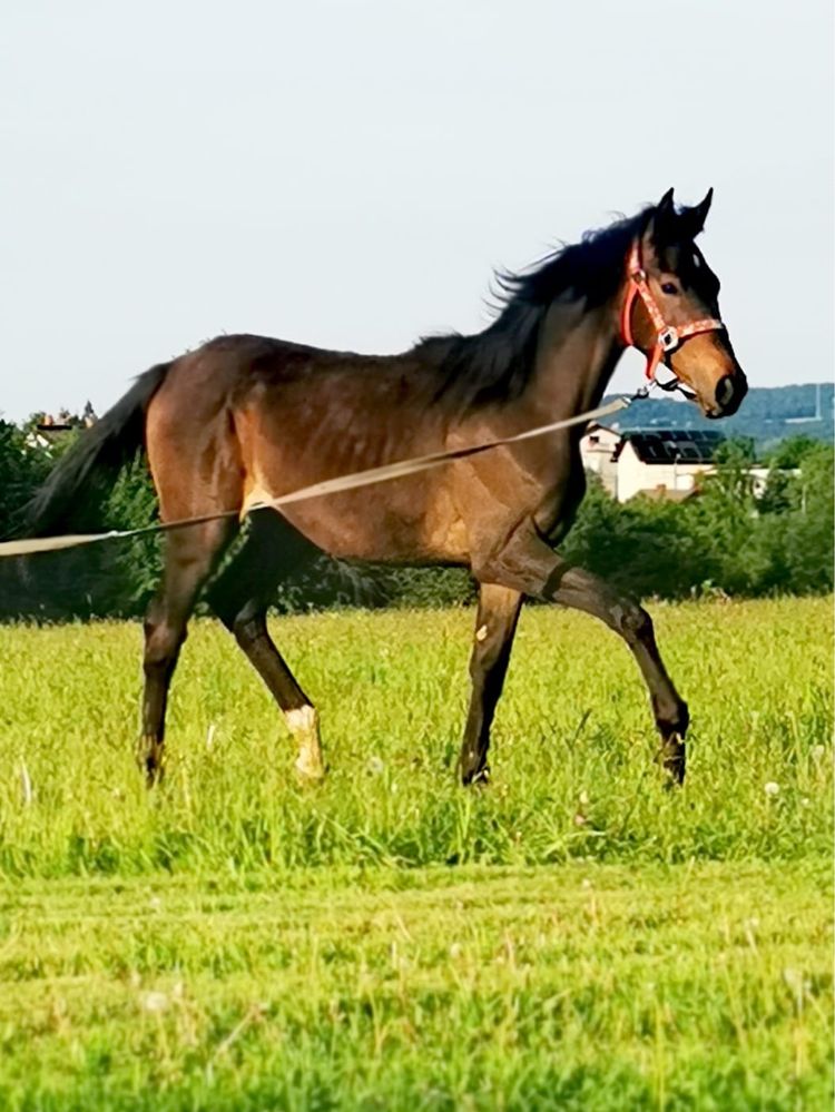 Klaczka roczna sp