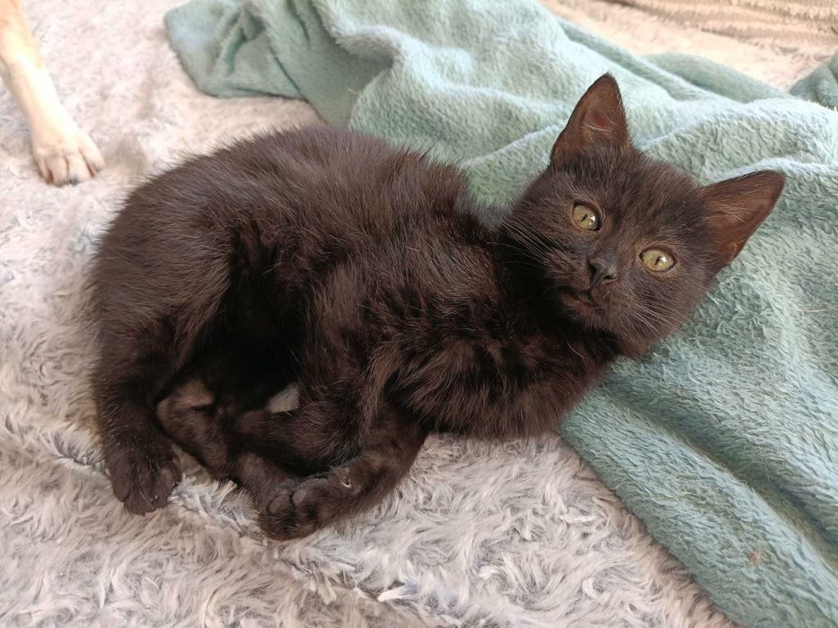 Margolcia czarne szczęście