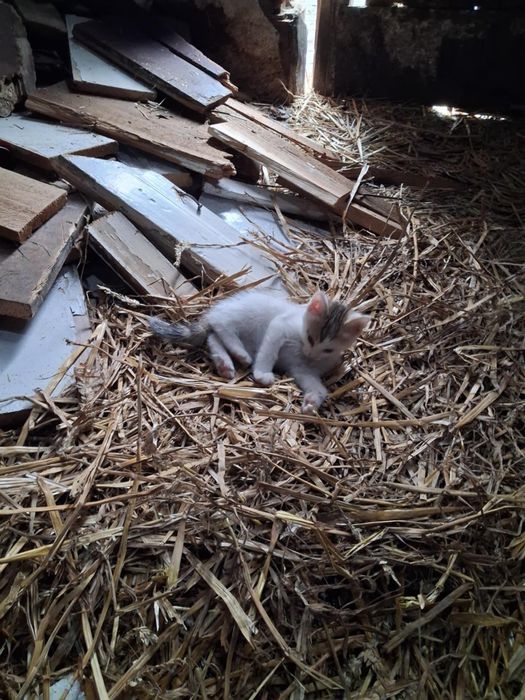 5 kociakow szuka domu