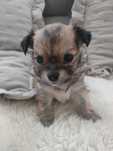Chihuahua piesek długowłosy