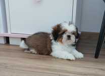 Chłopiec Shih-tzu z Rodowodem