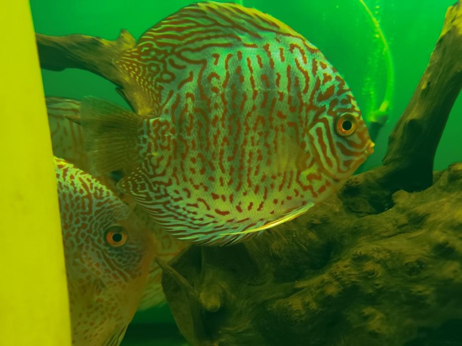 PALETKI Dyskowce Paletki