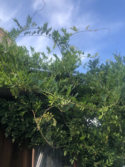 Гліцинія фіолетова, рослина