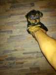 Yorkshire terrier de porte pequeno mini.