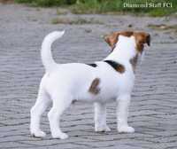 Jack Russell Terrier jedyny taki piesek z "sercem" rodowód ZKwP/FCI