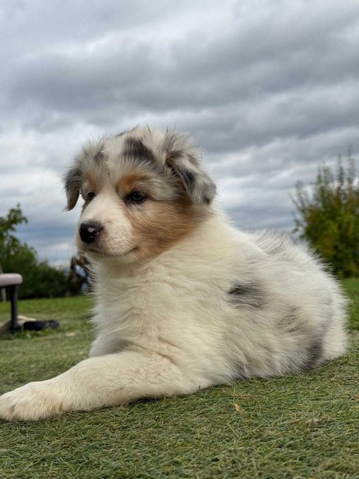 Owczarek australijski blue merle dziewczynka krótki ogon