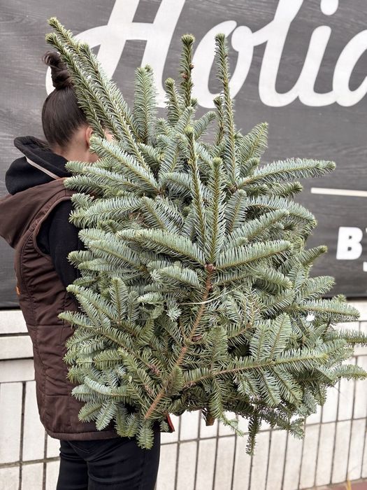 Банчі нобілісу +-5кг