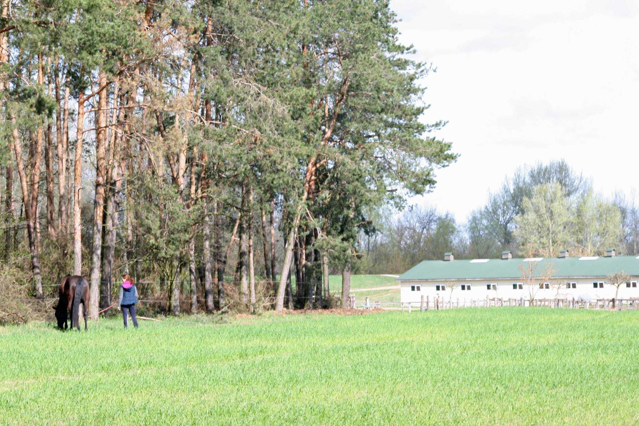 Ośrodek jeździecki, stajnia