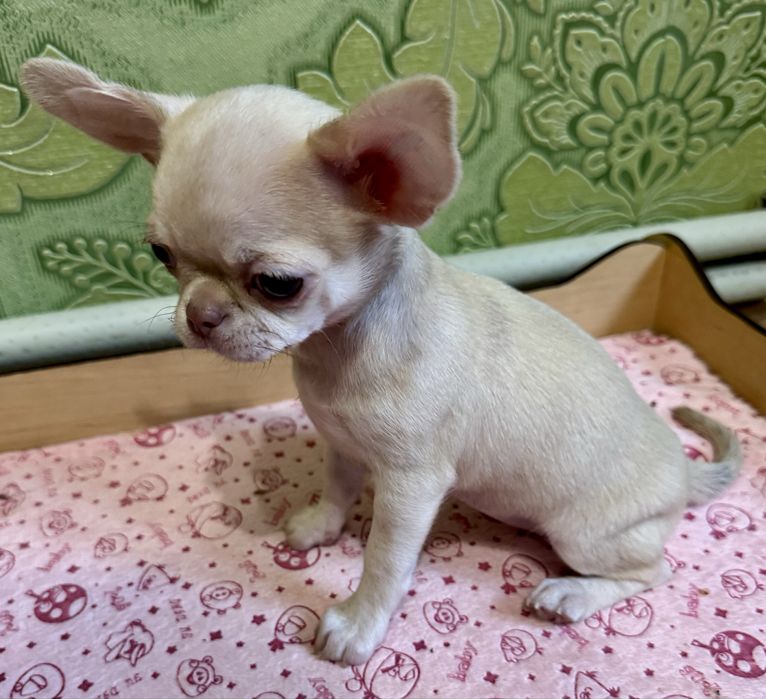 Девочка красотка