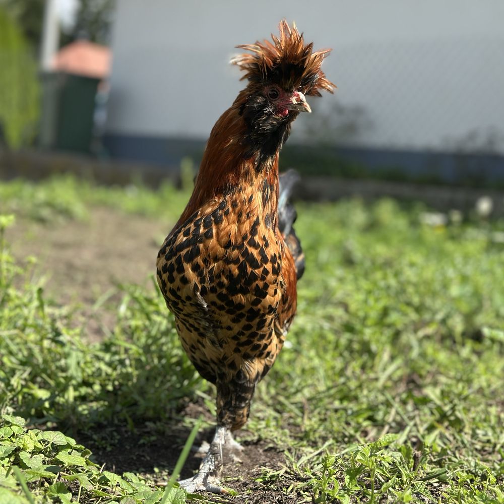 Tegoroczny młody kogut pawłowski kury pawłowskie
