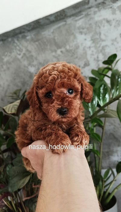 Pudel toy miniaturka piesek do rezerwacji