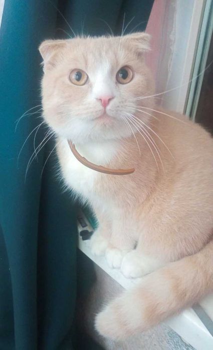 Віддамо котика в добрі руки