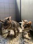 Gatos 2 meses adoçao