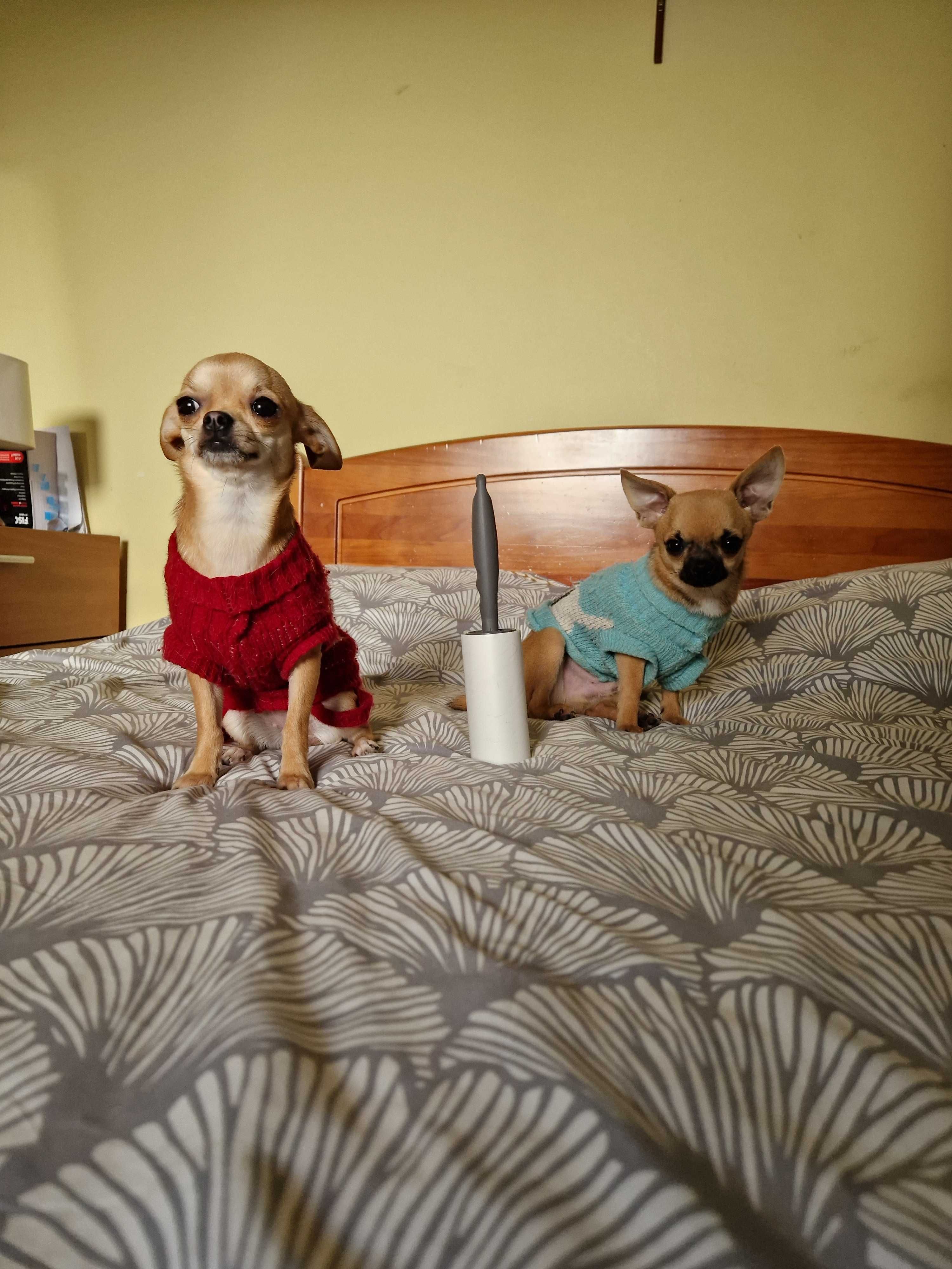 Chihuahua macho cor creme , mini