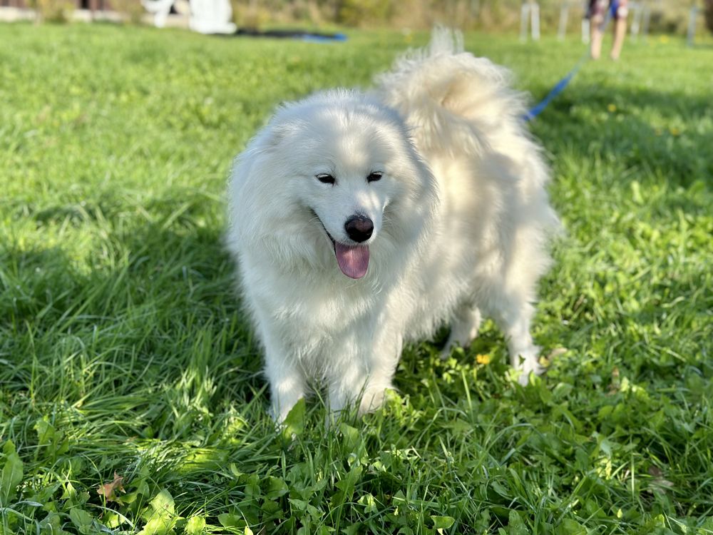 Suczka Samoyed - już do odbioru !