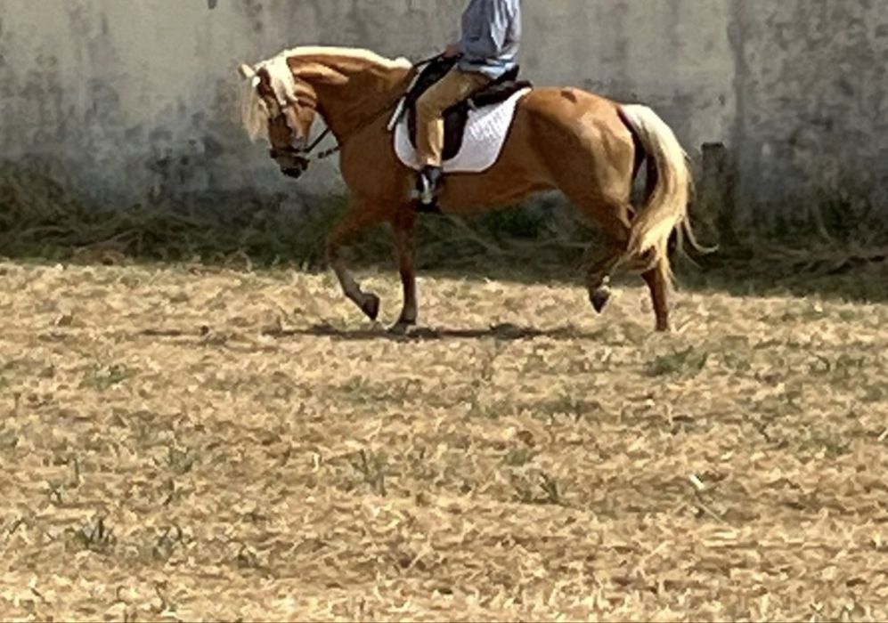 Egua Palomina super mansa