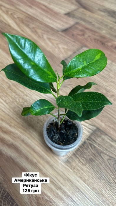 Фікус американська ретуза голден монік