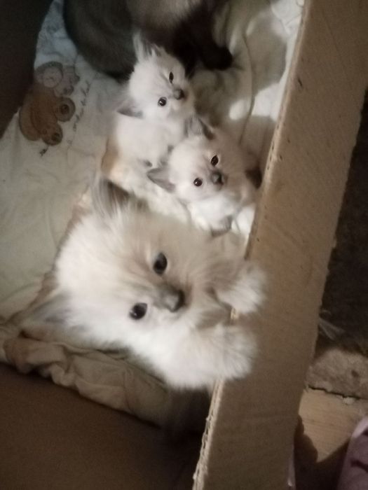 Продам котят Сиамцов