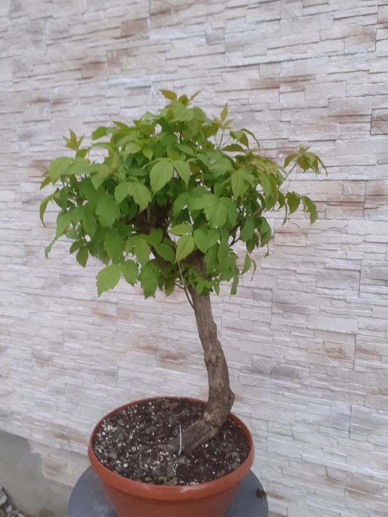 Klon jesionowaty bonsai WYSYLKA