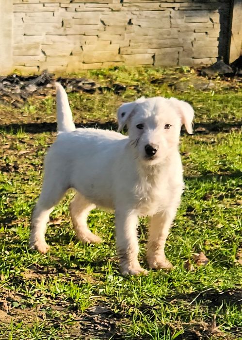 Parson Russell Terrier - dziewczynka Santi