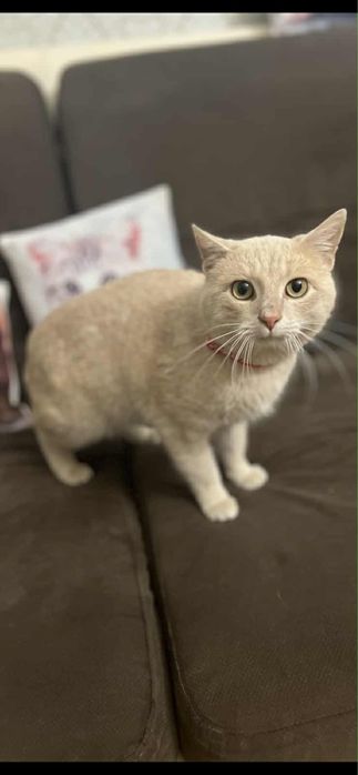 Котик Кокос шукає сімʼю