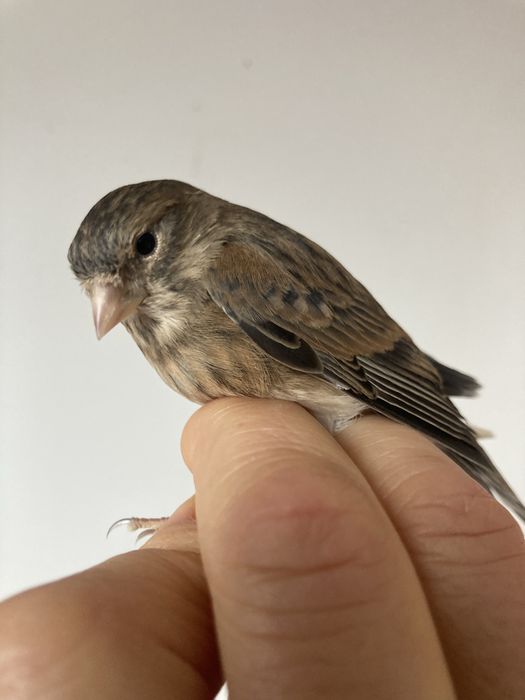 Hibrida ( femea ) pintarroxo x canaria