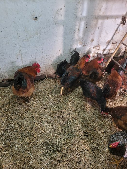 Młode koguty tegoroczne