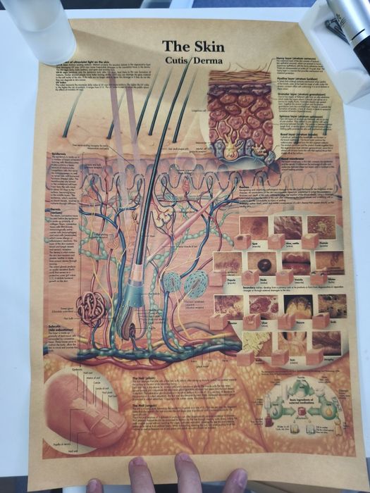 POSTER'S Saude-Musculos/Esqueleto/Pele