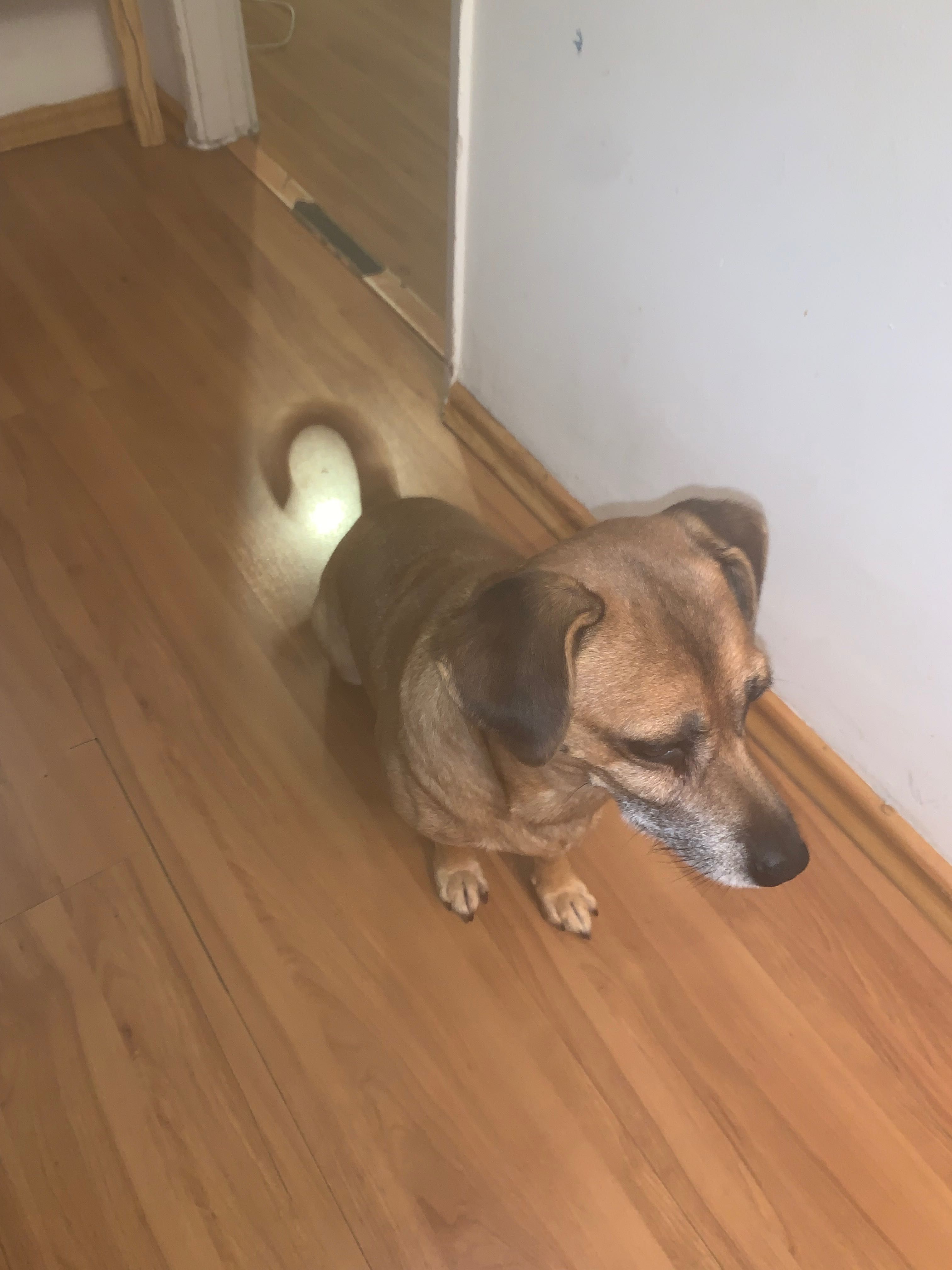 Cão raça pequena para doação