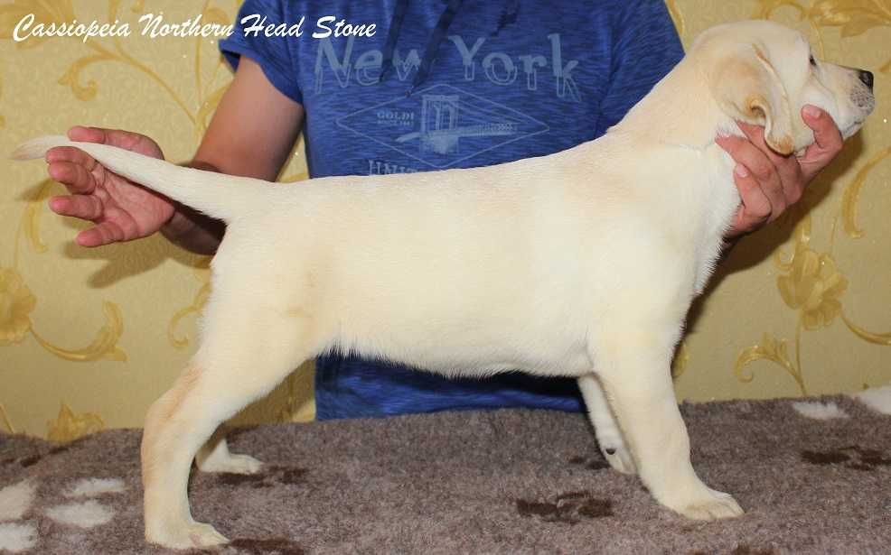 Щенки Лабрадора ретривера