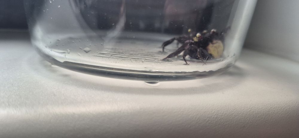 Sprzedam dwa kraby wampiry+terarium+jedzenie