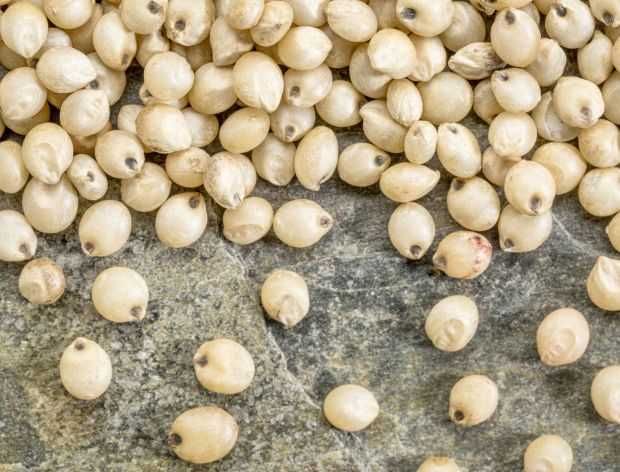 Koniczyna LUCERNA Sorgo Proso Wyka Groch Słonecznik Rajgras Trawa BÓB