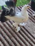 Pawiki indyjskie