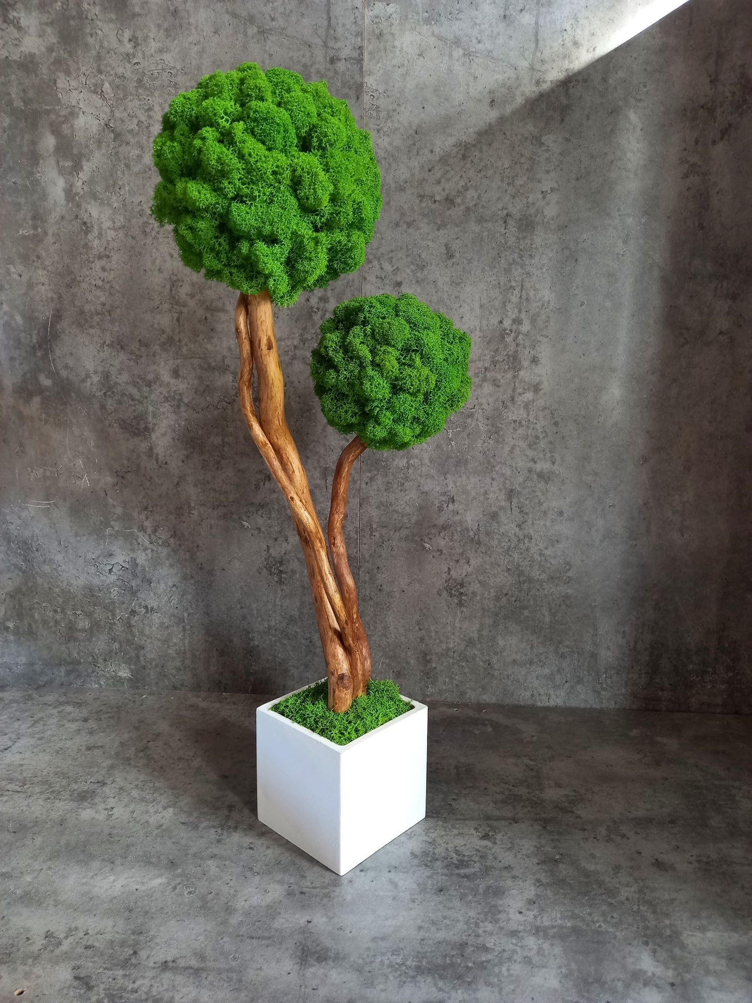 Drzewko bonsai z mchem chrobotkiem