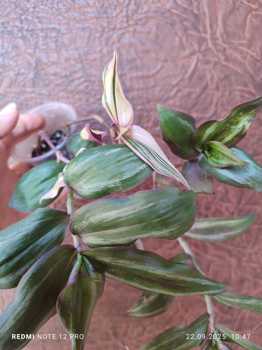 Традесканція розпродаж залишків