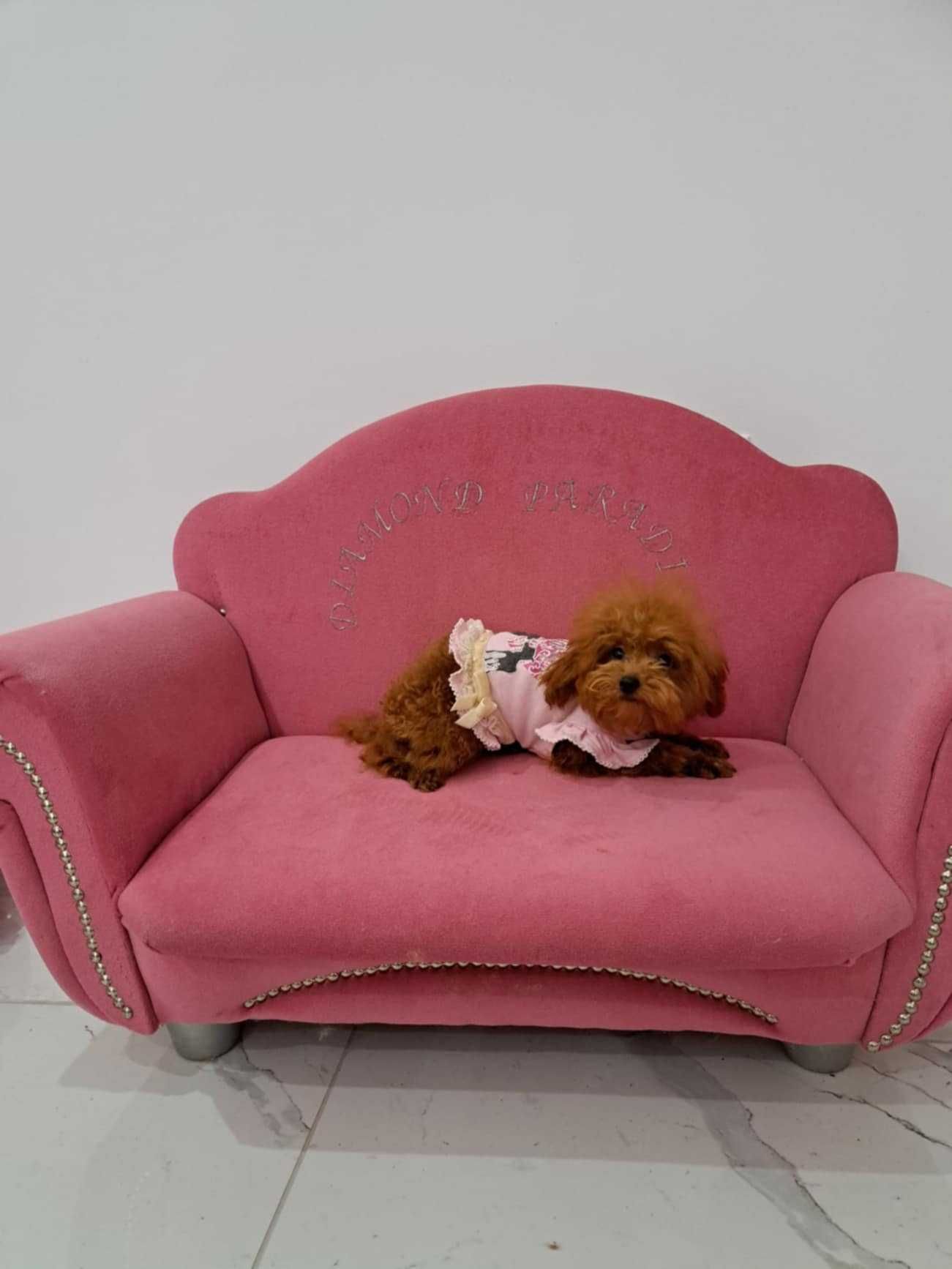 mini suczka pudel toy red  teacup  z rodowodem FCI do odbioru