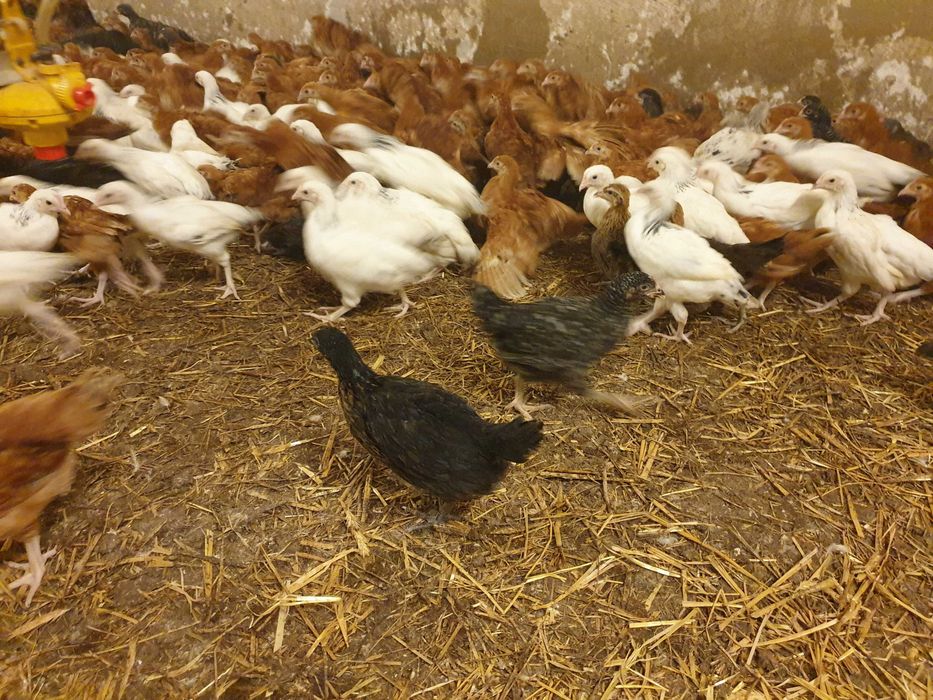 Kury kokoszki nioski Rosa kolorowa odchowana dowóz Gratis