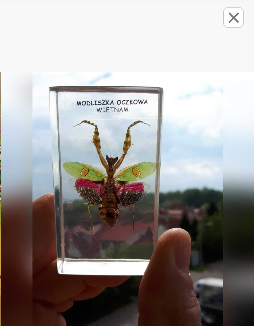 Kolekcja owadów dla kolekcjonera