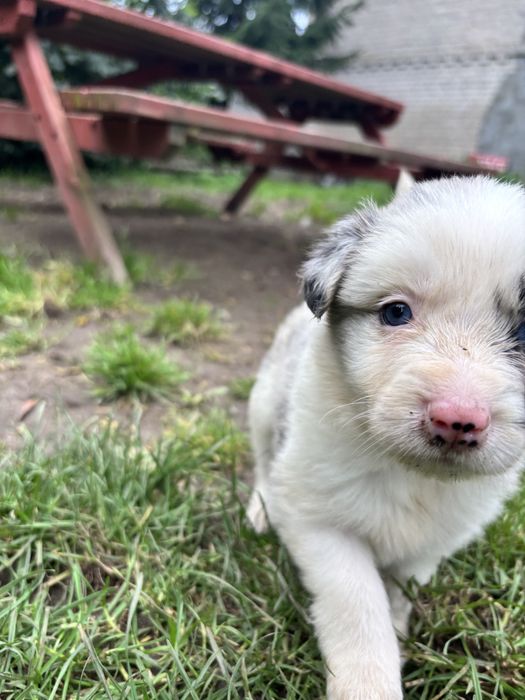 Border collie- suczka