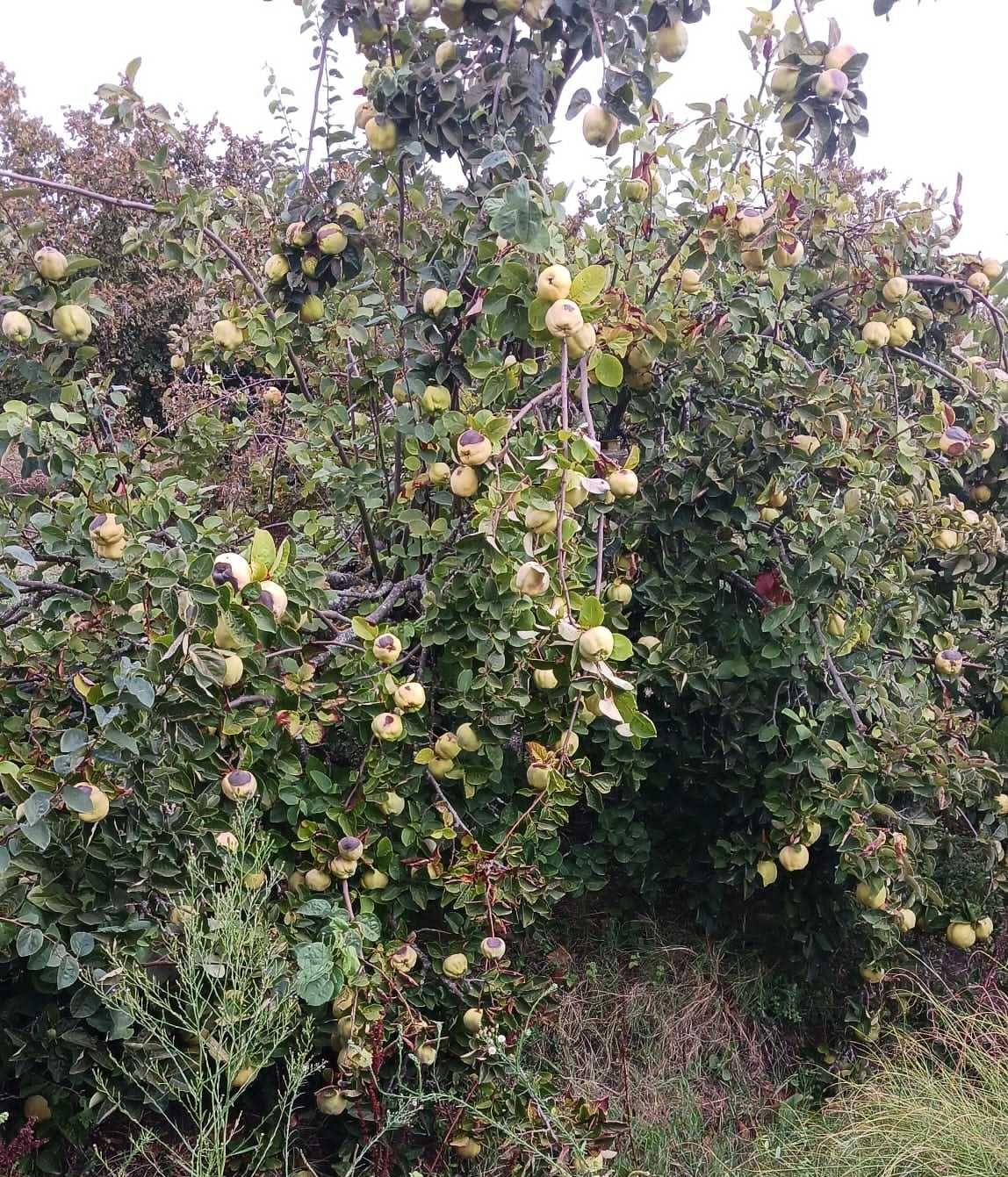 Marmelos biológicos - cerca de 1 Tonelada em Avis