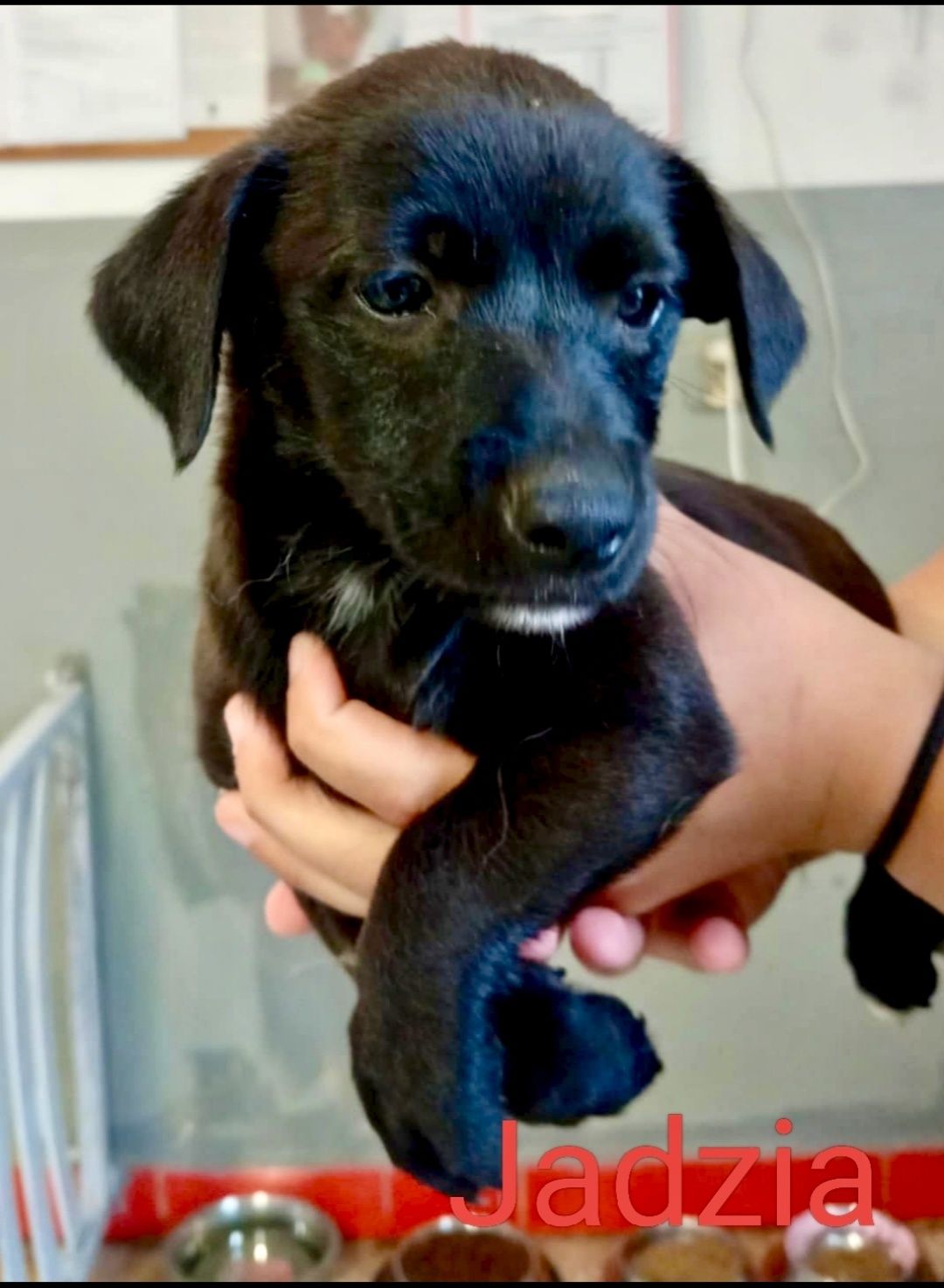 Gucio ,Henio i Jadzia opłacają się do adopcji :)